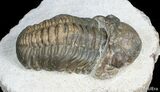 Bargain Reedops Trilobite - Inches #2768-2